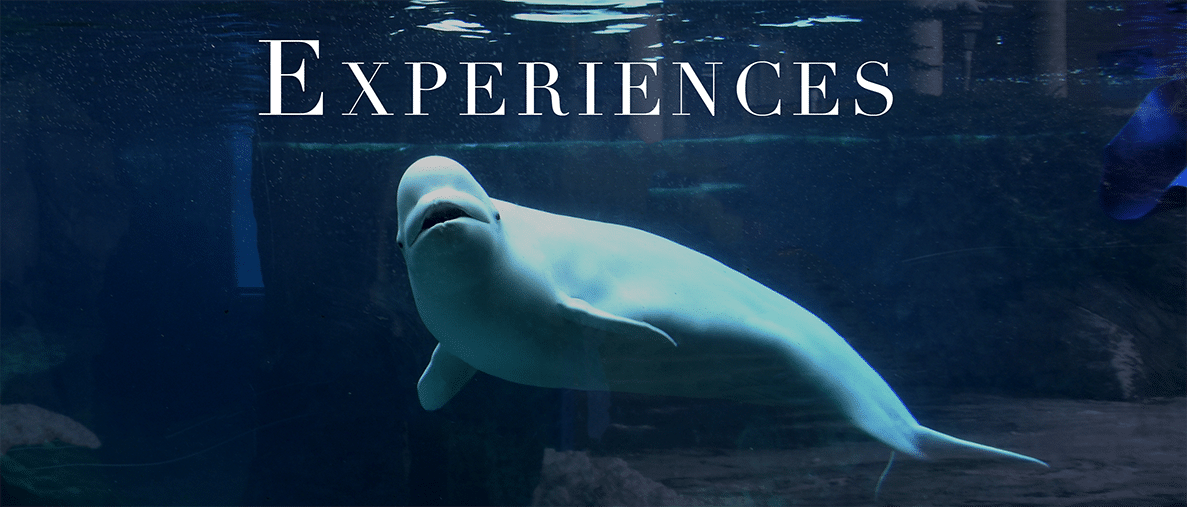 Experiences 1